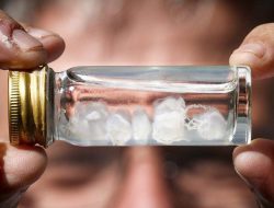 Dari Lebah hingga Ubur-ubur, Sengatan Mana yang Paling Menyakitkan? – ‘Seperti Dipukul Mike Tyson dan Ditusuk Bor’