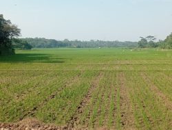 Lampung Siap Hadapi El Nino dengan 1.222 Pompa Irigasi