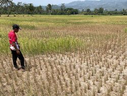 Strategi Pemprov Lampung Hadapi Gagal Panen Akibat El Nino